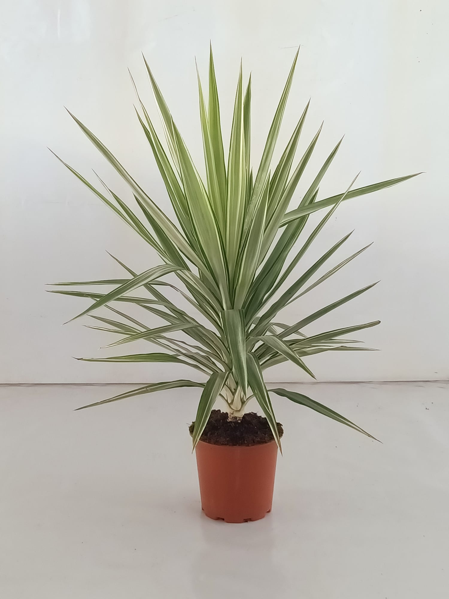 YUCCA JEWEL C 20 1 BROTE 80 CM